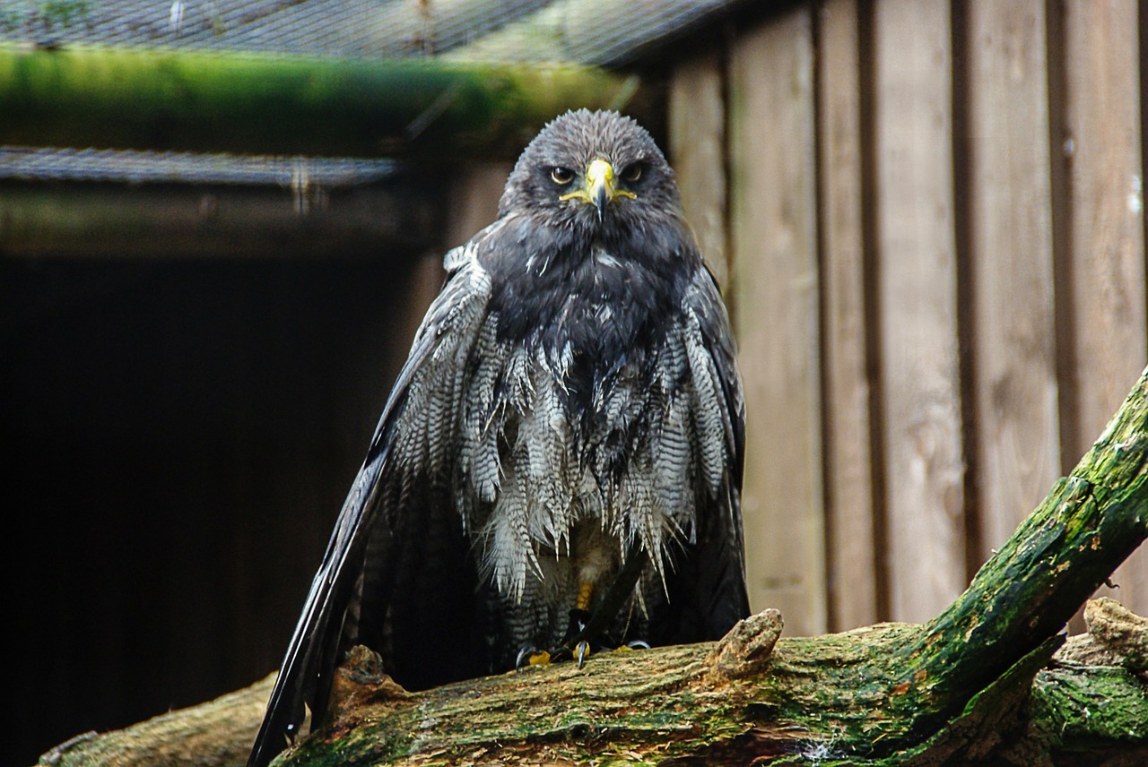 Baltasis Erelis, Salkūnai, Raptoras, Gyvūnas, Uždaryti, Sąskaitą, Plumėjimas, Accipitridae, Portretas, Nemokamos Nuotraukos