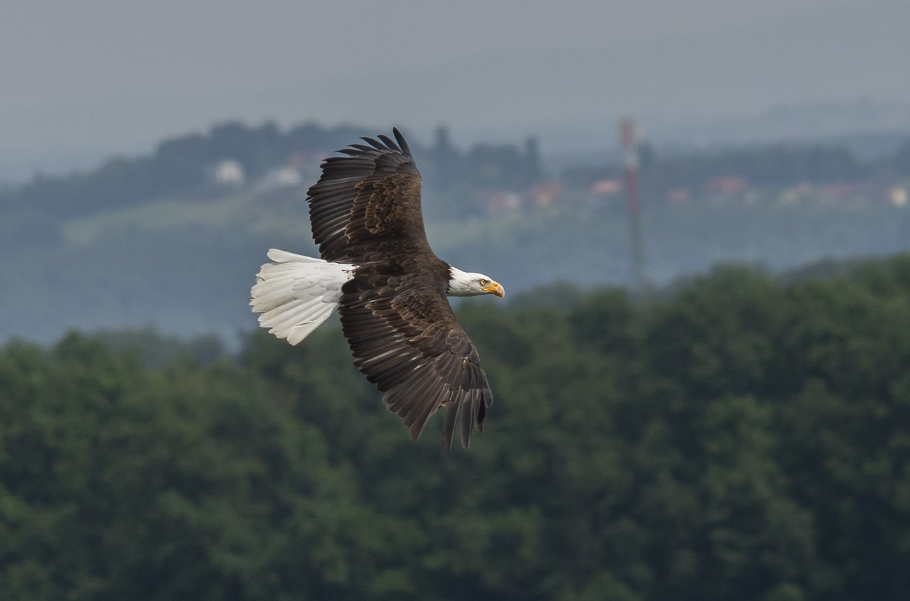 Balta Sigmos Erelio,  Adler,  Plėšrusis Paukštis,  Raptor,  Plikas Erelis,  Laukinių Paukščių,  Pasididžiavimas,  Didingas,  Įspūdingas,  Skraidantis