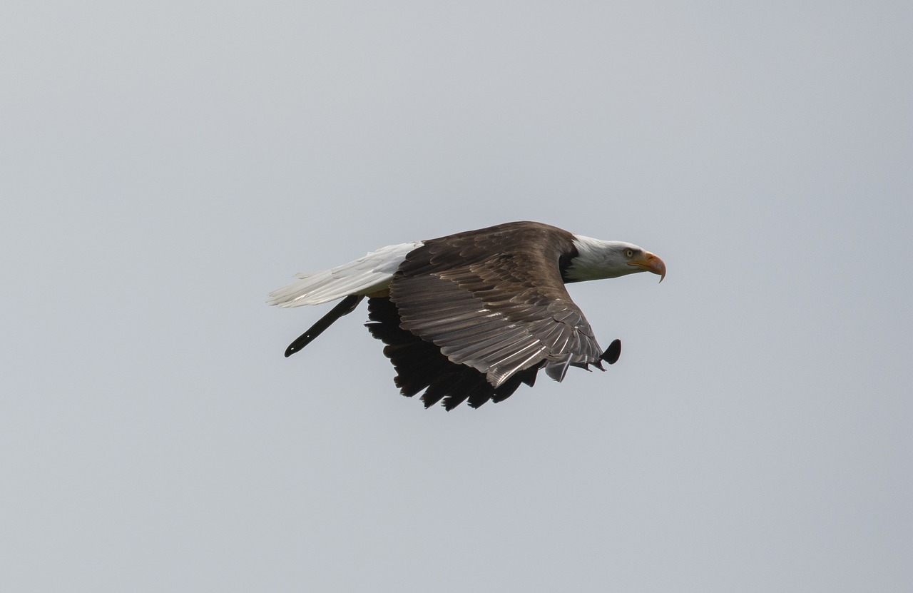 Balta Sigmos Erelio,  Adler,  Plėšrusis Paukštis,  Raptor,  Plikas Erelis,  Laukinių Paukščių,  Pasididžiavimas,  Didingas,  Įspūdingas,  Skraidantis