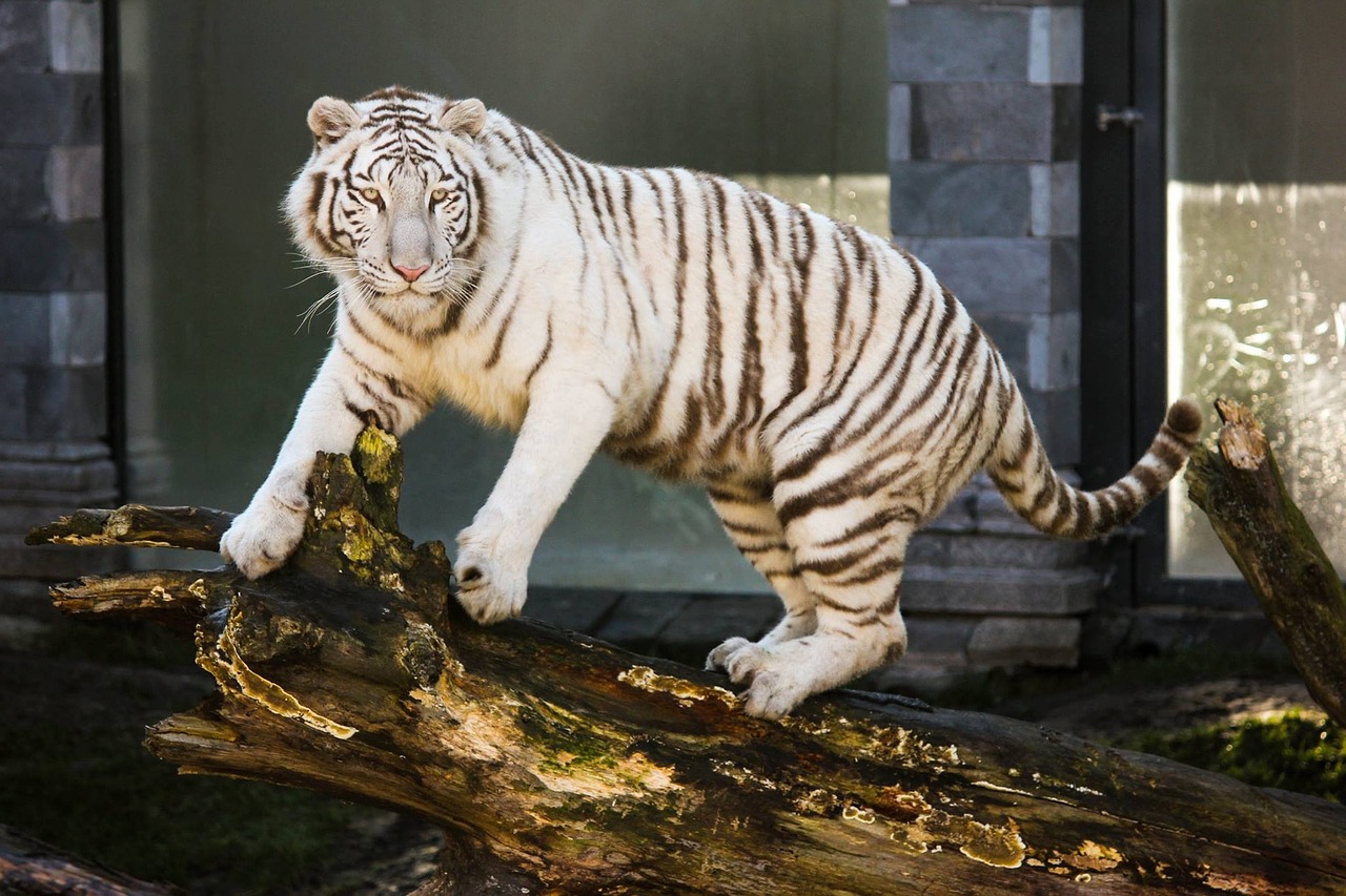 Baltasis Tigras, Gyvūnas, Kačių, Zoologijos Sodas, Nemokamos Nuotraukos,  Nemokama Licenzija