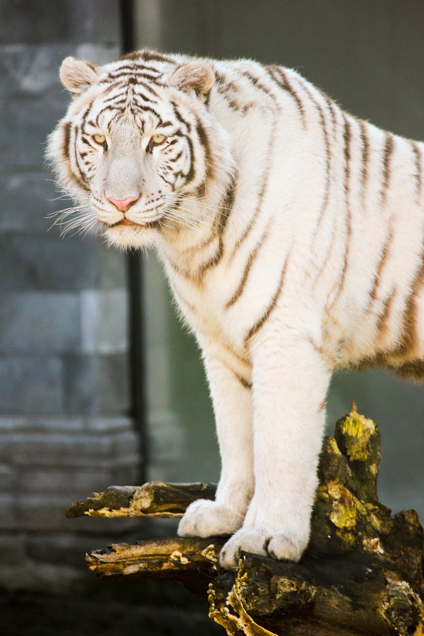 Baltasis Tigras, Kačių, Zoologijos Sodas, Gyvūnas, Nemokamos Nuotraukos,  Nemokama Licenzija
