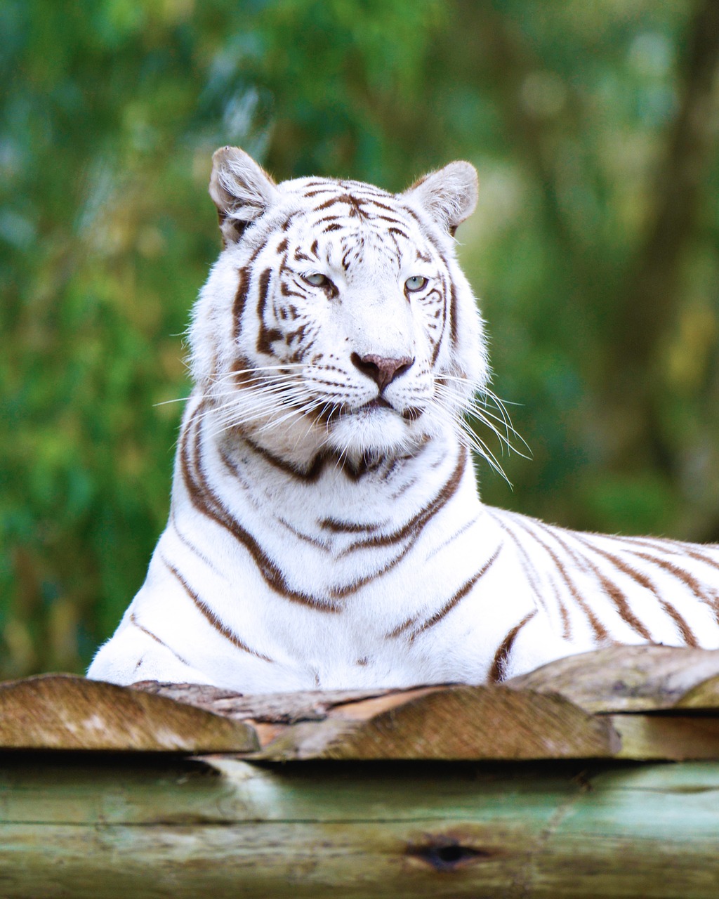 Baltasis Tigras, Pietų Afrika, Jūros Vaizdai, Liūto Parkas, Nemokamos Nuotraukos,  Nemokama Licenzija