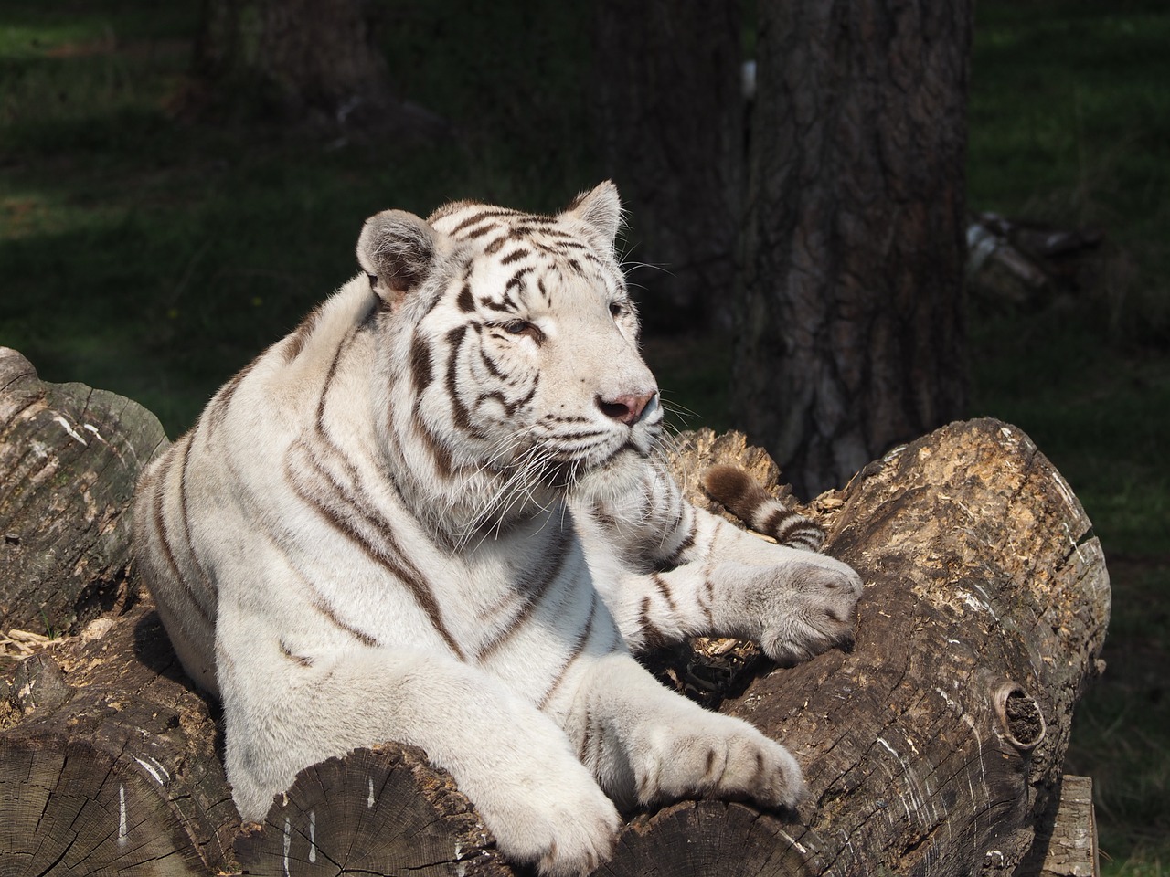 Baltasis Tigras, Katė, Serengeti Parkas, Tigras, Balta, Didelė Katė, Jaukus, Vokietija, Nemokamos Nuotraukos,  Nemokama Licenzija