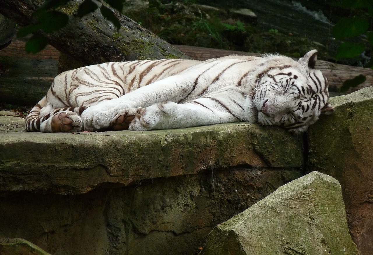 Baltasis Tigras, Kačių, Laukinis Gyvūnas, Nemokamos Nuotraukos,  Nemokama Licenzija