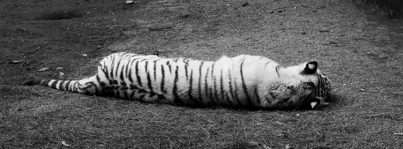 Baltasis Tigras, Juoda Ir Balta, Siesta, Atsipalaiduoti, Miega, Galinis Vaizdas, Pavargęs, Gyvūnas, Katė, Plėšrūnas