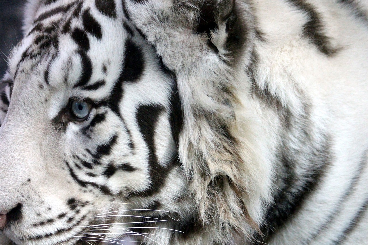 Baltasis Tigras, Bengališkas Tigras, Indijos Tigras, Laukinis Katinas, Plėšrūnas, Snukis, Zoologijos Sodas, Pavojingas Gyvūnas, Grobio Žvėris, Pavojus