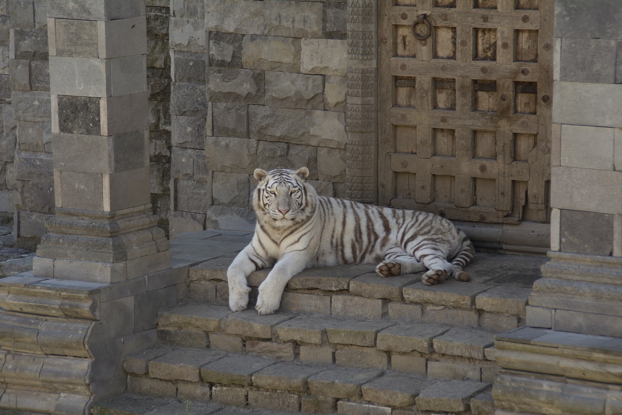 Baltasis Tigras, Gyvūnai, Kačių, Nemokamos Nuotraukos,  Nemokama Licenzija