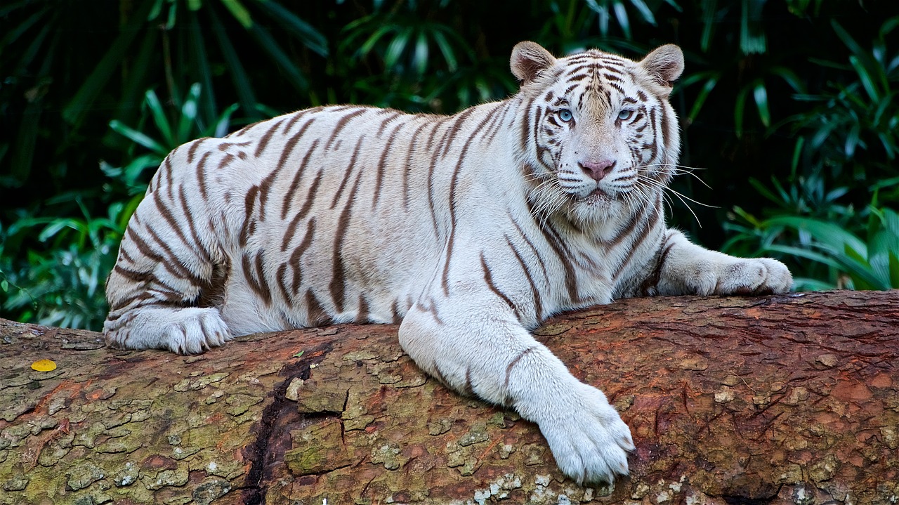 Baltasis Tigras, Panthera Tigris Tigris, Bengališkas Tigras, Keya, Nemokamos Nuotraukos,  Nemokama Licenzija