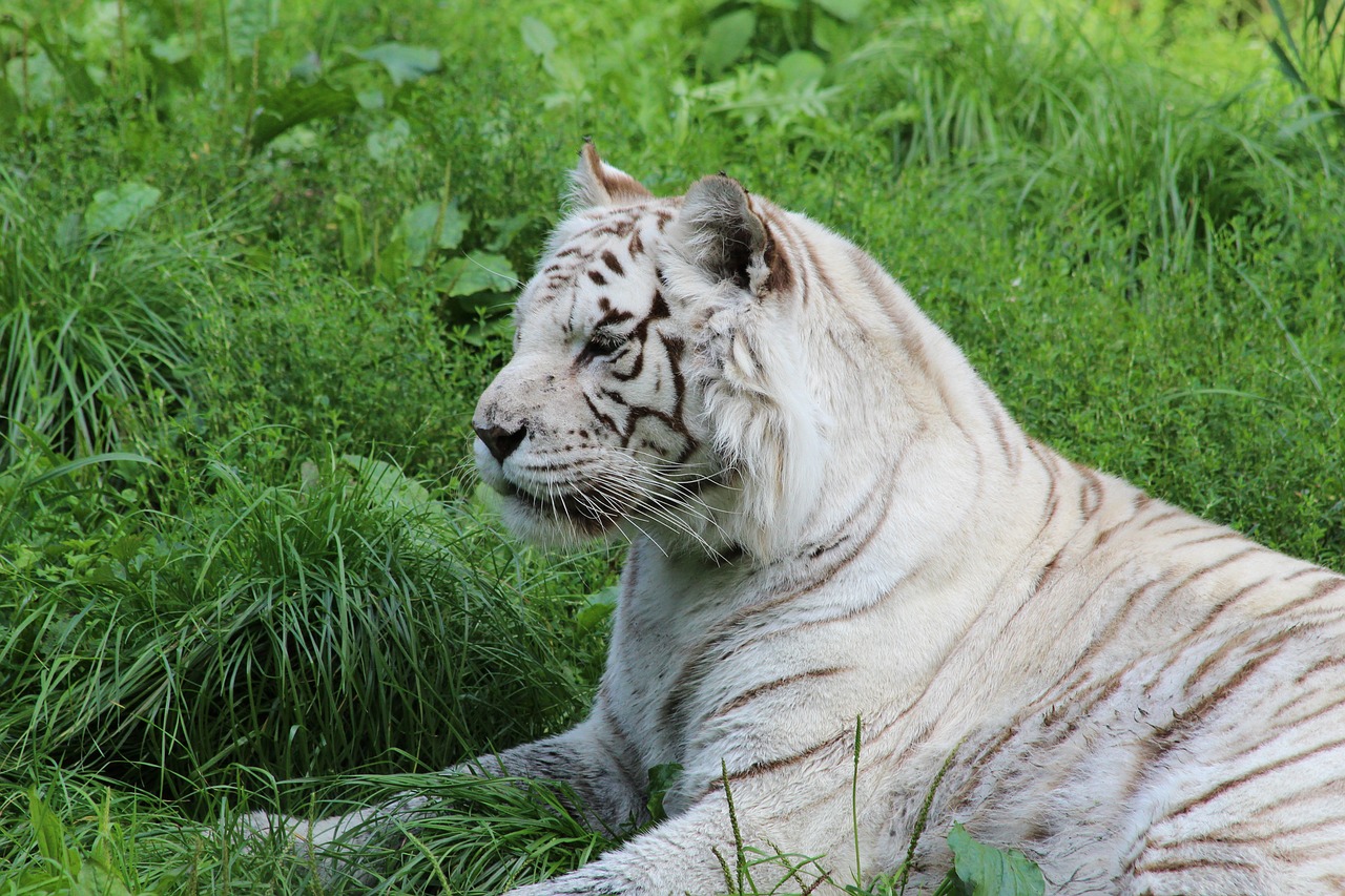 Baltasis Tigras, Žinduolis, Zoologijos Sodas, Nemokamos Nuotraukos,  Nemokama Licenzija