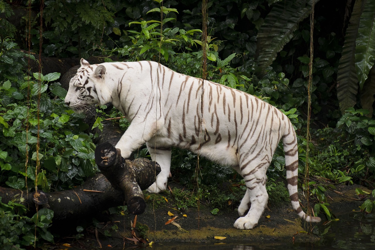 Baltasis Tigras, Zoologijos Sodas, Singapūras, Tigras, Balta, Gyvūnas, Katė, Gamta, Plėšrūnas, Žinduolis