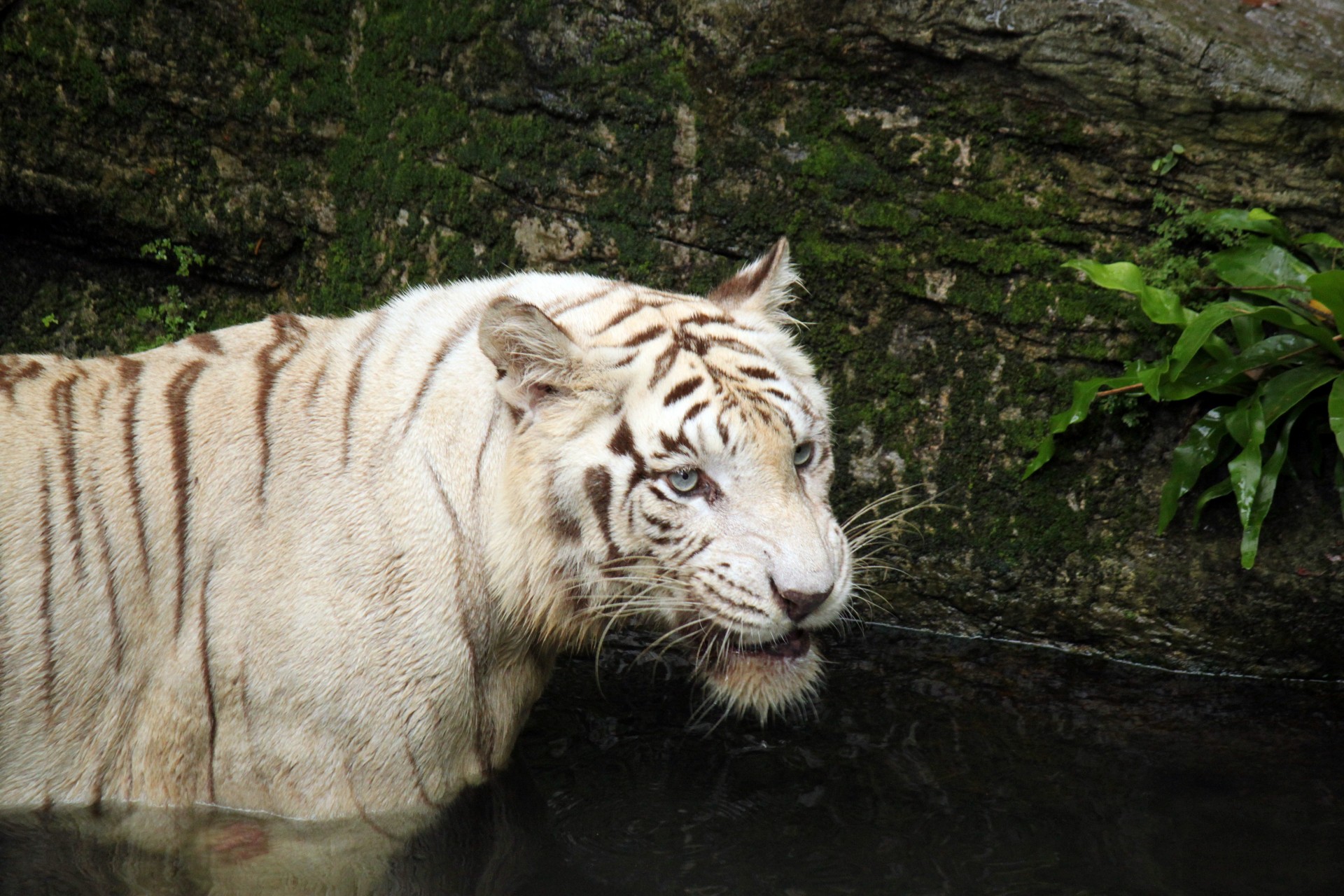 Balta,  Tigras,  Vanduo,  Baltas Tigras Ant Vandens, Nemokamos Nuotraukos,  Nemokama Licenzija