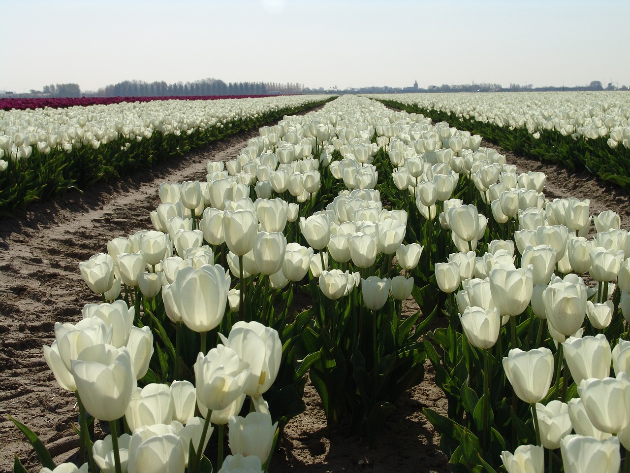 Balta Tulpė, Gėlė, Tulpė, Nyderlandai, Tulpės, Gėlės, Holland, Olandų Kraštovaizdis, Gamta, Lemputė