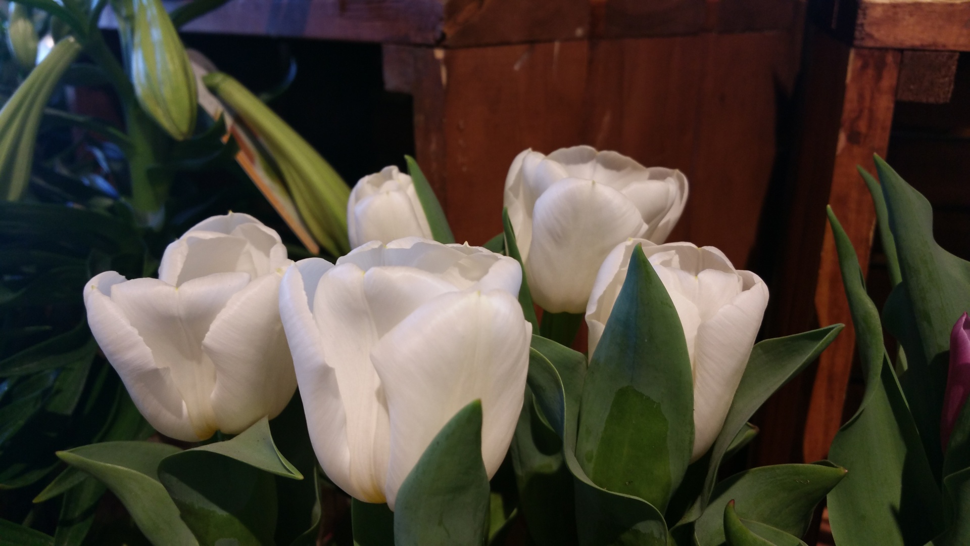 Tulpės,  Gėlės,  Žydi,  Balta,  Balti Tulpės, Nemokamos Nuotraukos,  Nemokama Licenzija