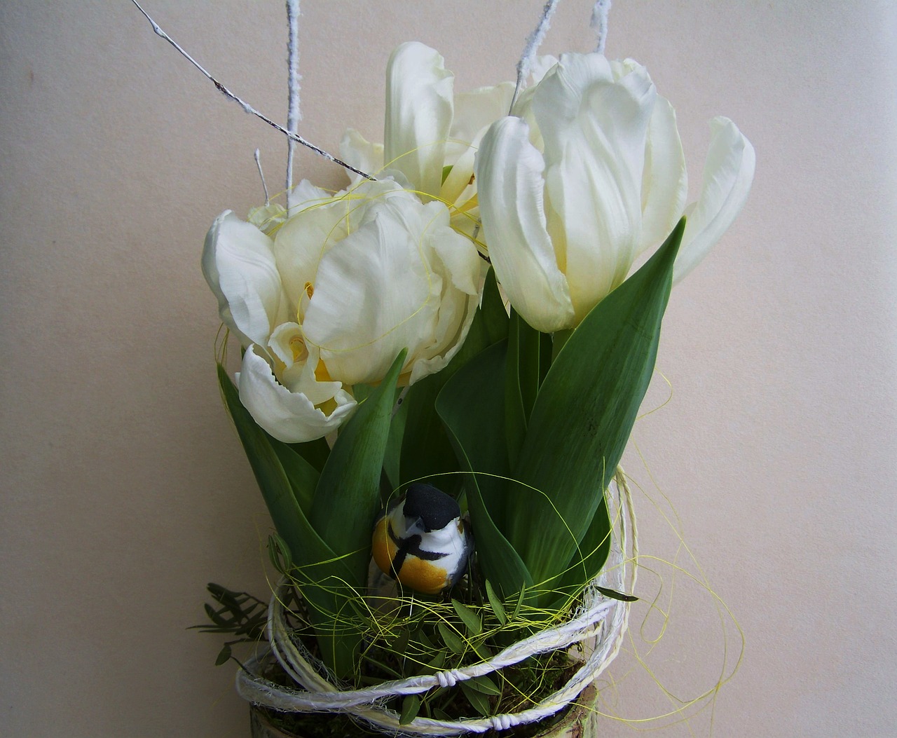 Balti Tulpės, Bulvinis Augalas, Pavasario Gėlė, Nemokamos Nuotraukos,  Nemokama Licenzija