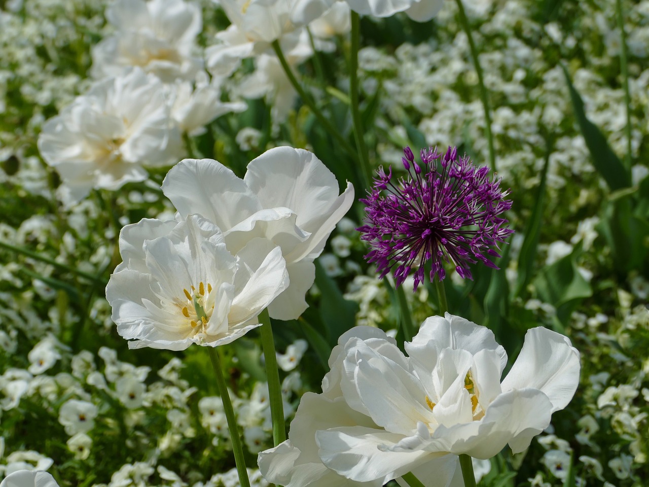 Baltos Tulpės,  Didelės Gėlės,  Balta Našlaitės,  Allium,  Dekoratyviniai Svogūnai,  Violetinė,  Baltos Spalvos,  Pobūdį,  Augalų,  Gėlė