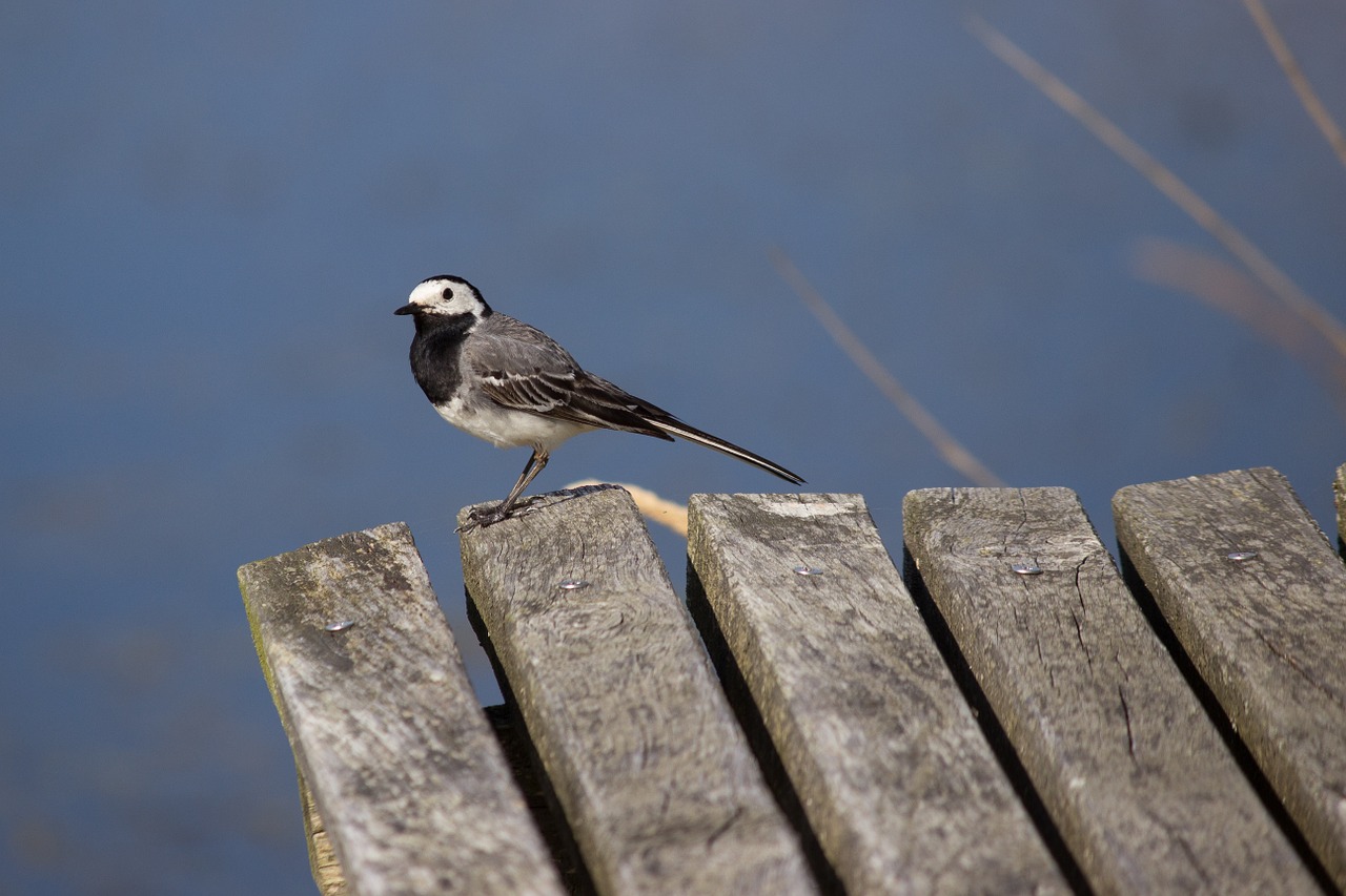 Balta Vagtail, Giesmininkas, Motacilla Alba, Gamta, Gamtos Apsauga, Stiebas, Wippschwanz, Ežeras, Gamtos Rezervatas, Nemokamos Nuotraukos