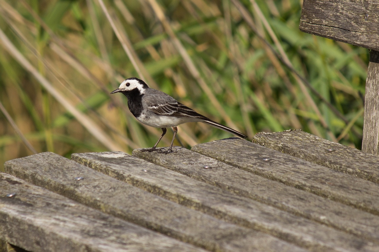 Balta Vagtail, Giesmininkas, Motacilla Alba, Gamta, Gamtos Apsauga, Stiebas, Wippschwanz, Nemokamos Nuotraukos,  Nemokama Licenzija