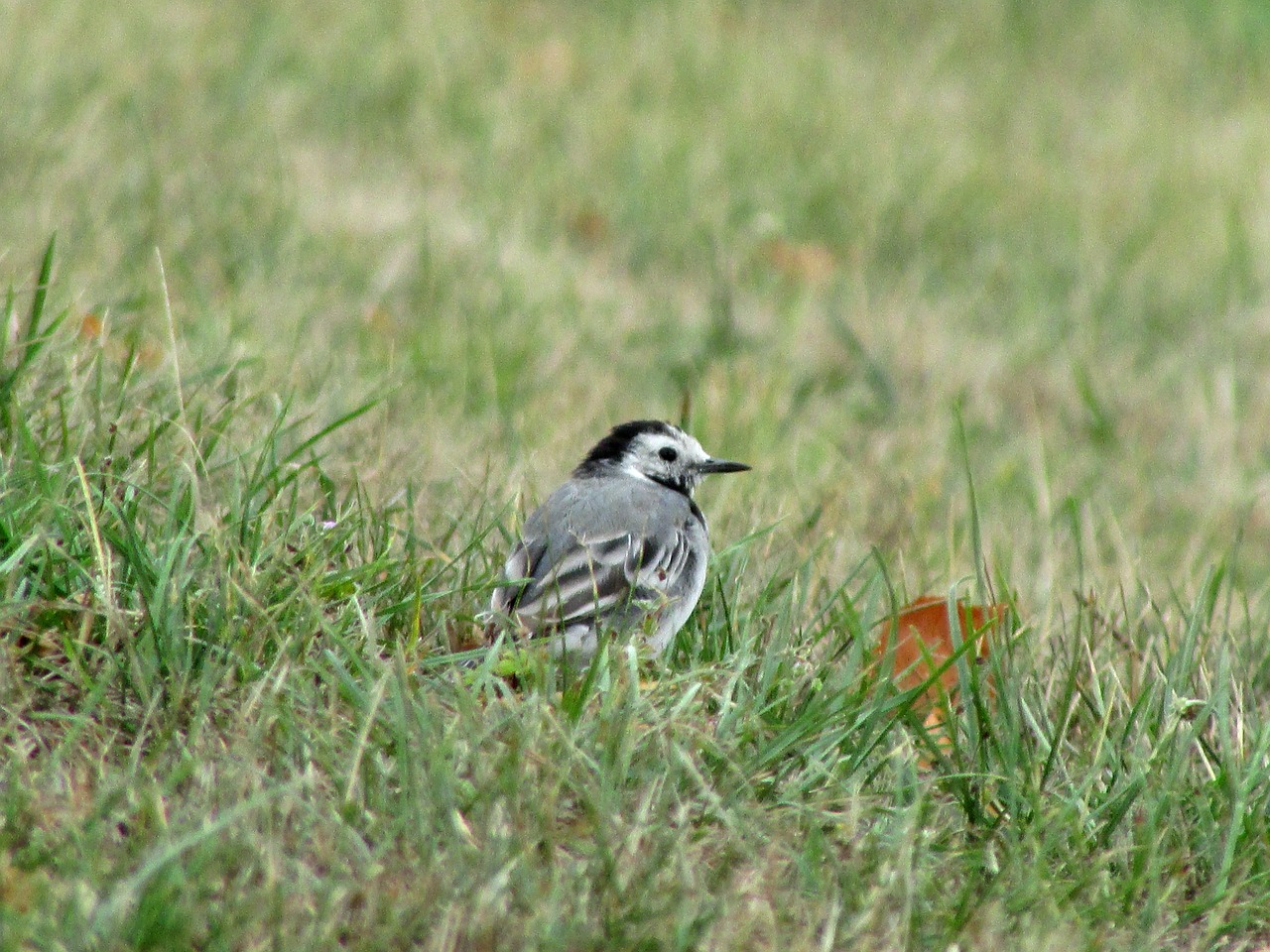 Balta Vagtail, Motacilla Alba, Paukštis, Gyvūnai, Gamta, Nemokamos Nuotraukos,  Nemokama Licenzija