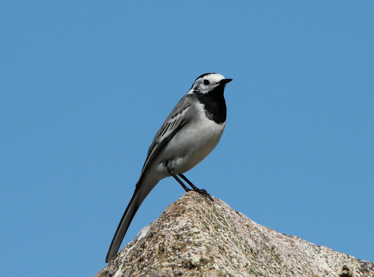 Balta Vagtail, Giesmininkas, Motacilla Alba, Paukštis, Gyvūnai, Gamta, Stiebas, Piteris, Perinti Paukščiai, Gyvūnas