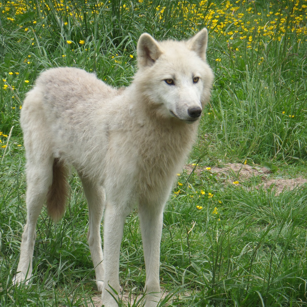 Baltas Vilkas, Prairie, Laukiniai, Nemokamos Nuotraukos,  Nemokama Licenzija