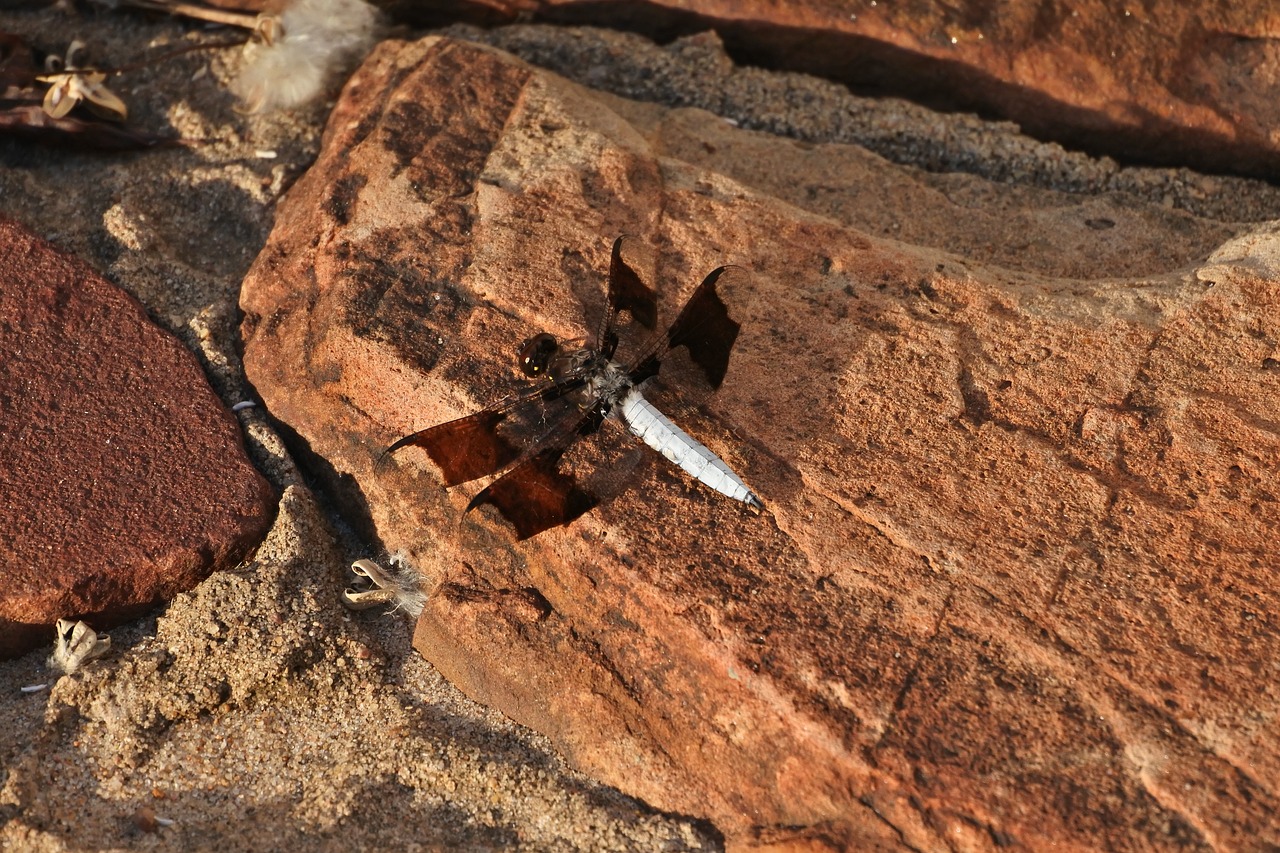 Whitetail Skimmer, Drakonas Skristi, Gamta, Akmenys, Nemokamos Nuotraukos,  Nemokama Licenzija