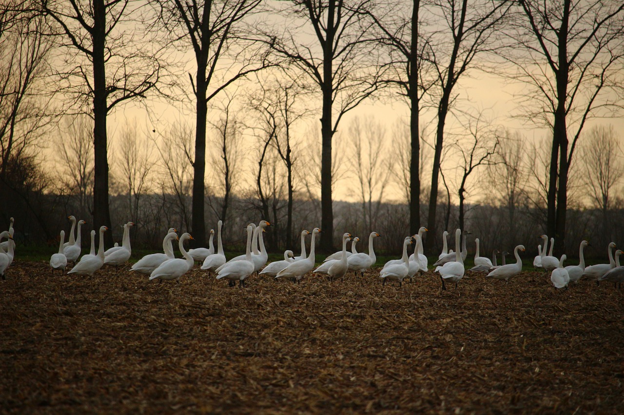 Whooper Gulbis, Gulbė, Migruojanti Paukštis, Gulbės, Laukas, Ariamasis, Kraštovaizdis, Gamta, Žemdirbystė, Nemokamos Nuotraukos