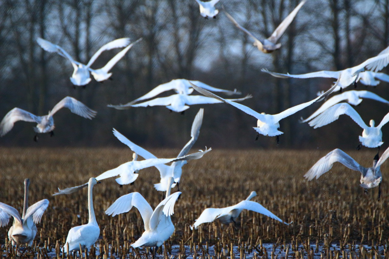 Whooper Gulbis, Paukštis, Gulbė, Swarm, Ariamasis, Laukas, Migruojanti Paukštis, Gulbės, Vandens Paukštis, Paukščiai