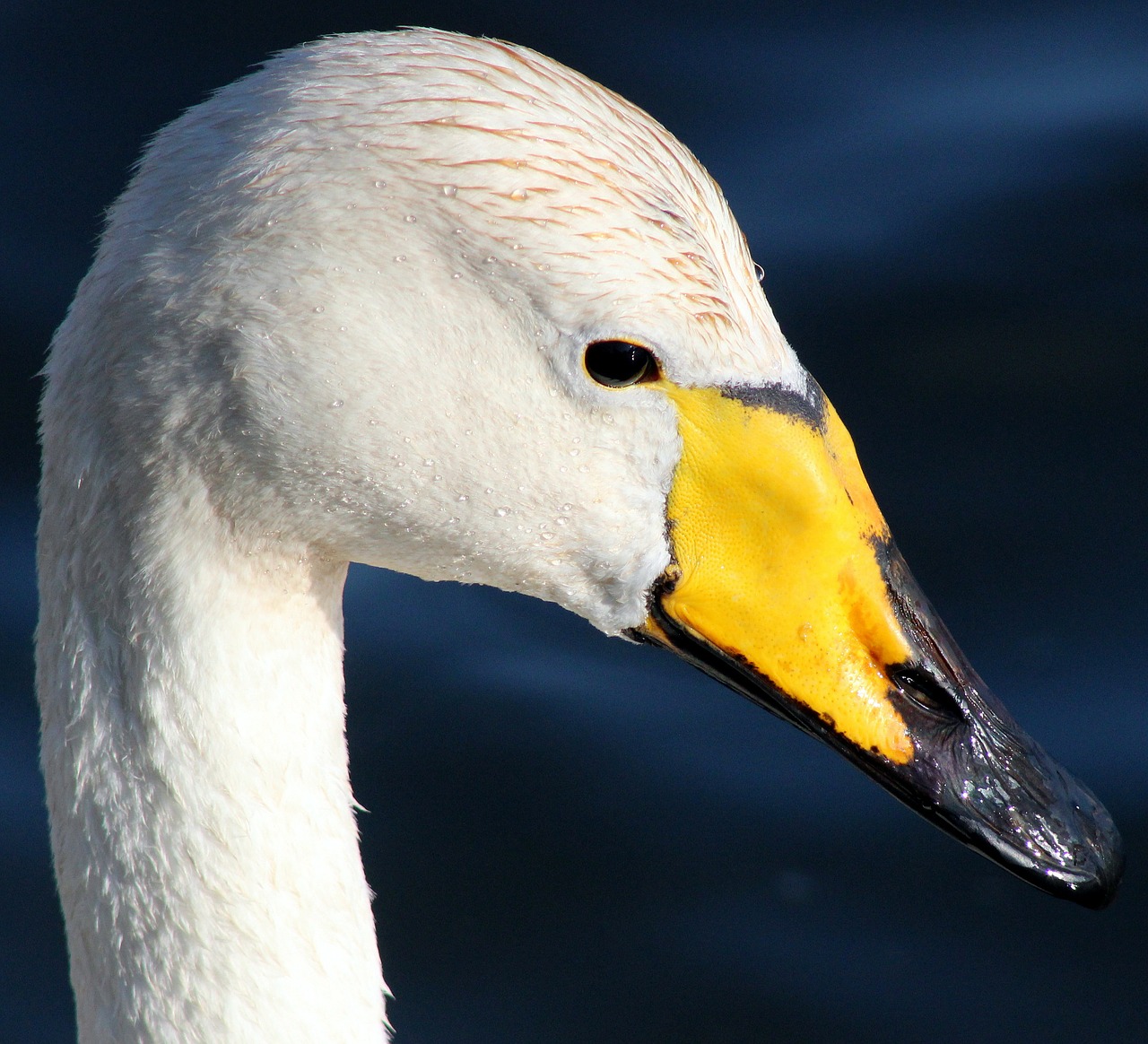 Whooper Gulbis, Paukštis, Vanduo, Gamta, Lauke, Gražus, Makro, Iš Arti, Nemokamos Nuotraukos,  Nemokama Licenzija