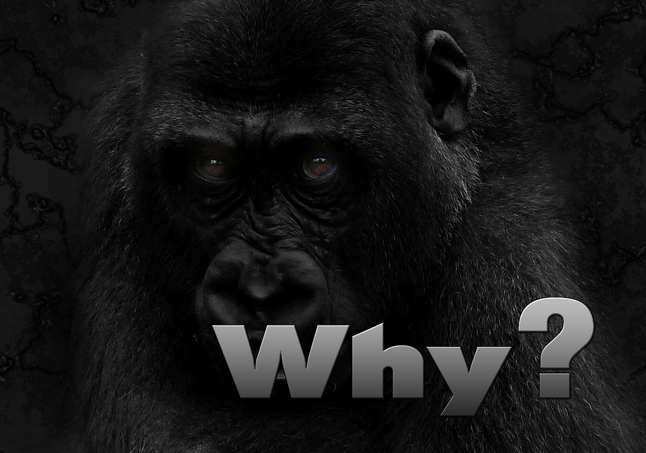 Kodėl, Klausimas, Gorila, Beždžionė, Gyvūnų Gerovė, Grėsmė, Juoda, Buveinė, Medžioklė, Žinduolis