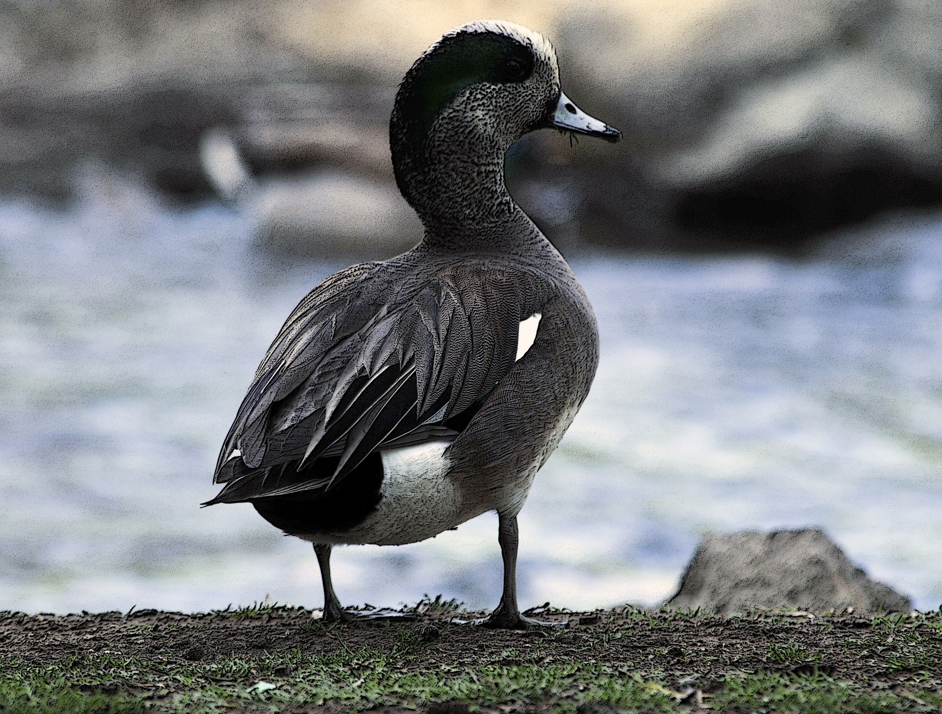 Antis,  Widgeon & Nbsp,  Antis,  Paukštis,  Plunksnos,  Vandens Paukščiai,  Lauke,  Laukinė Gamta,  Kalnų Antis, Nemokamos Nuotraukos