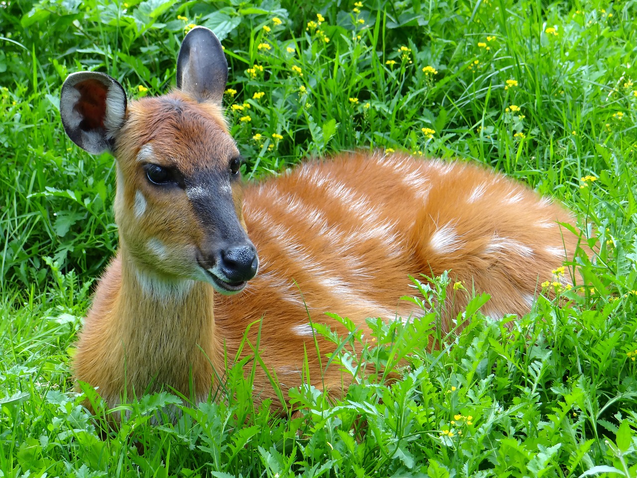 Wikunia, Camelids, Kalakutienos, Žinduolis, Gyvūnas, Fauna, Gamta, Trawożerna, Plato, Dykumos