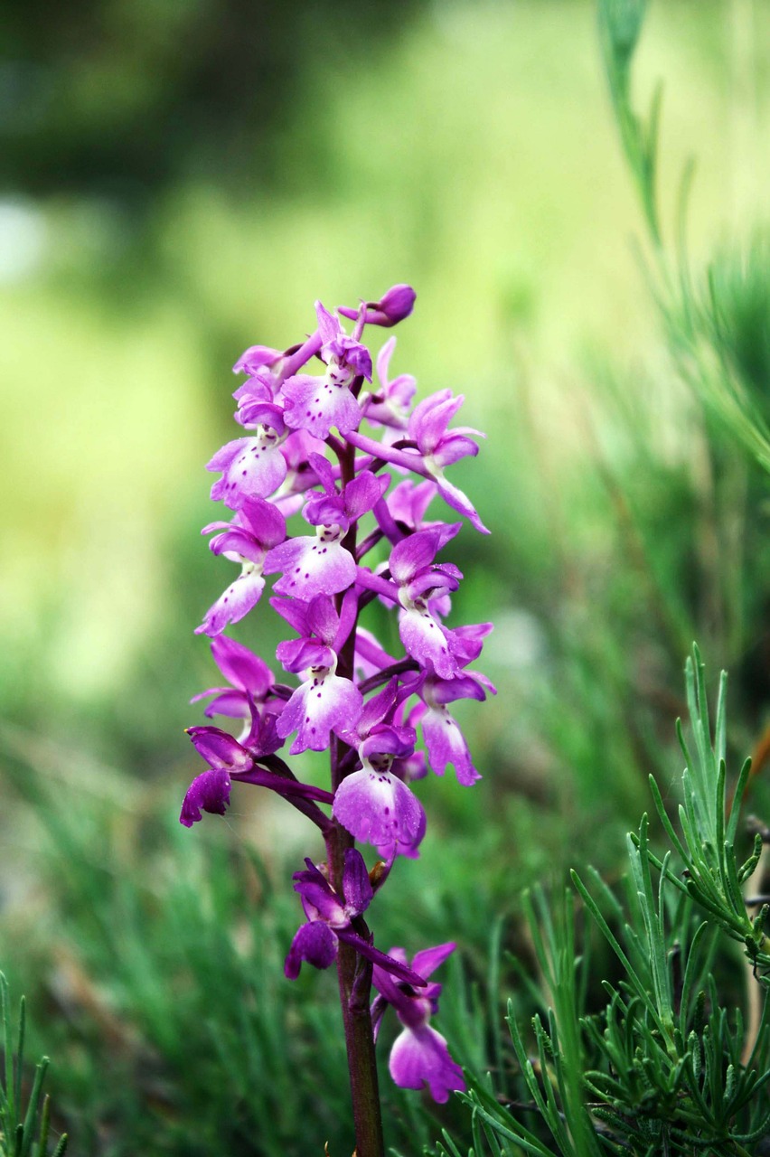 Laukinės Orchidėjos, Andorra, Gėlės, Nemokamos Nuotraukos,  Nemokama Licenzija