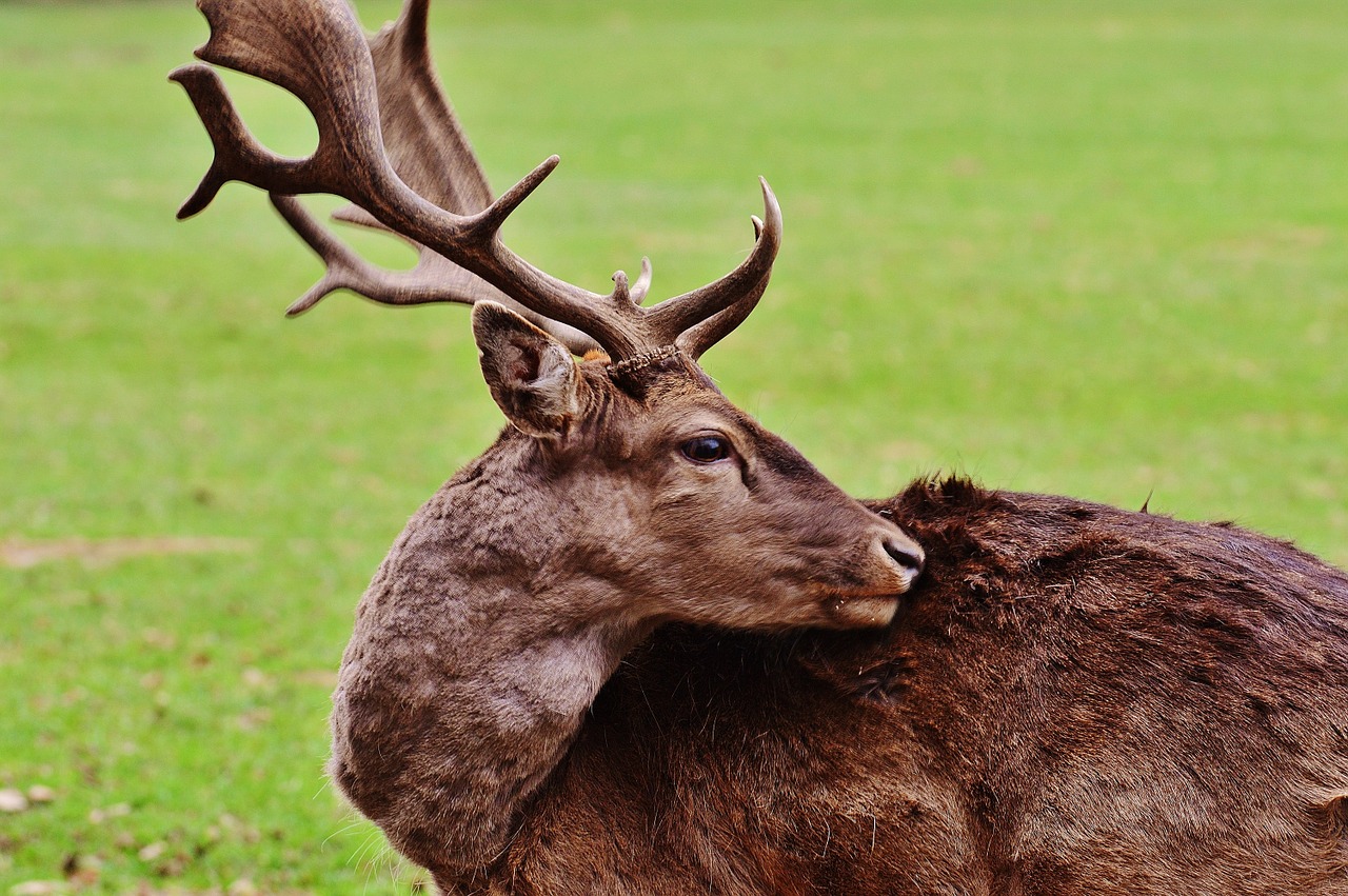 Laukiniai, Hirsch, Laukinių Parkų Girtavimas, Gamta, Jaunas Jaunuolis, Raudonas Elnias, Alkūnės Vežėjas, Nemokamos Nuotraukos,  Nemokama Licenzija