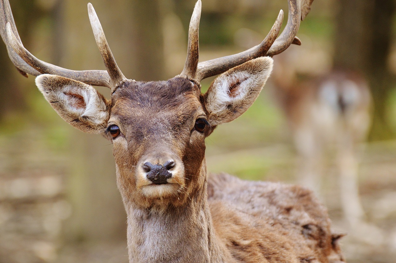 Laukiniai, Hirsch, Laukinių Parkų Girtavimas, Gamta, Jaunas Jaunuolis, Raudonas Elnias, Alkūnės Vežėjas, Nemokamos Nuotraukos,  Nemokama Licenzija