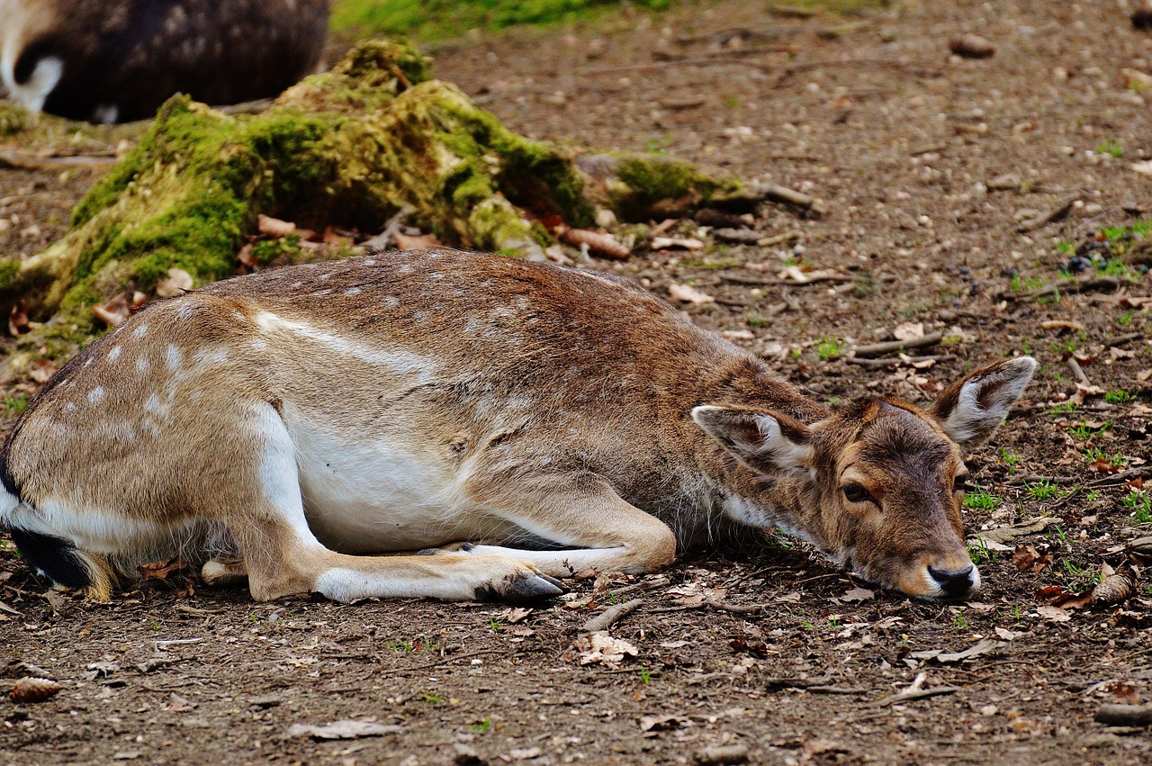 Laukiniai, Stiragai, Laukinių Parkų Girtavimas, Gamta, Raudonas Elnias, Žinduolis, Laukinis Gyvūnas, Nemokami Elnias, Nemokamos Nuotraukos,  Nemokama Licenzija