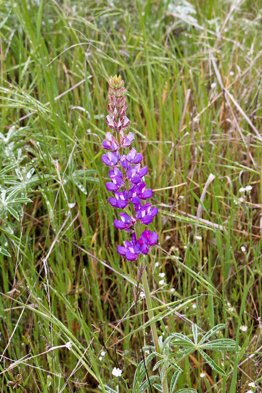 Laukiniai, Gėlė, Wildfower, Laukinės Gėlės, Augalas, Pavasaris, Gamta, Pieva, Žalias, Laukas