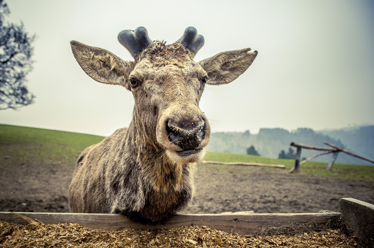 Laukiniai, Raudonas Elnias, Anglų Elnias, Gamta, Laukinio Gyvenimo Parkas, Antler, Gyvūnai, Alkūnės Vežėjas, Nemokamos Nuotraukos,  Nemokama Licenzija