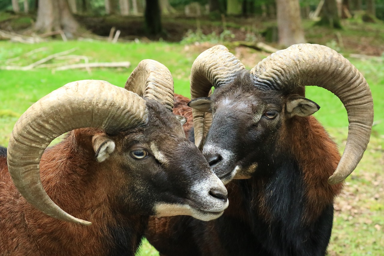 Laukiniai, Miškas, Laukinio Gyvenimo Parkas, Laukinės Gamtos Fotografija, Aries, Antler, Nemokami Elnias, Nemokamos Nuotraukos,  Nemokama Licenzija