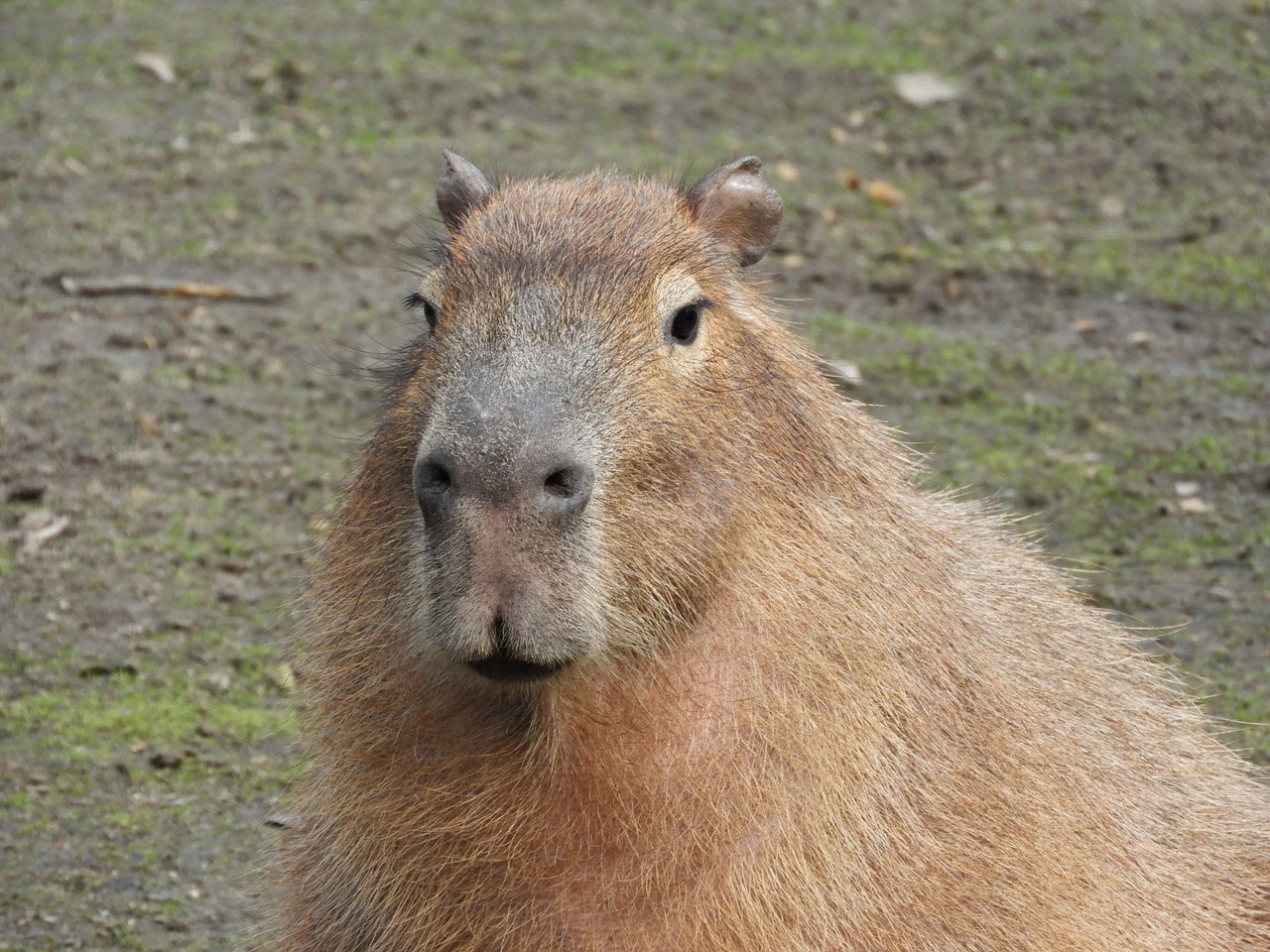 Laukiniai, Graužikas, Jūrų Kiaulytė, Gyvūnas, Laukinis Gyvūnas, Vanduo, Amerikietis, Fauna, Fotografija Laukinė, Gamta