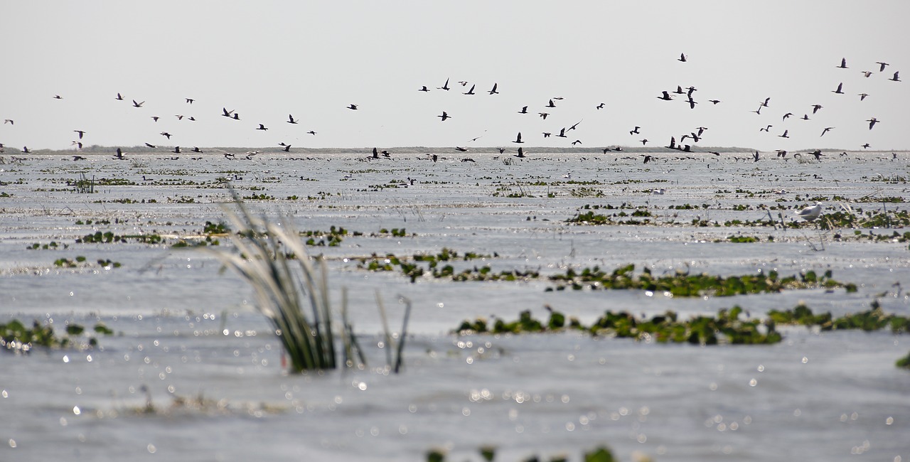 Laukiniai, Gamta, Laukinė Gamta, Danube Delta, Vanduo, Egzotiškas, Gyvūnas, Lauke, Žalias, Dykuma