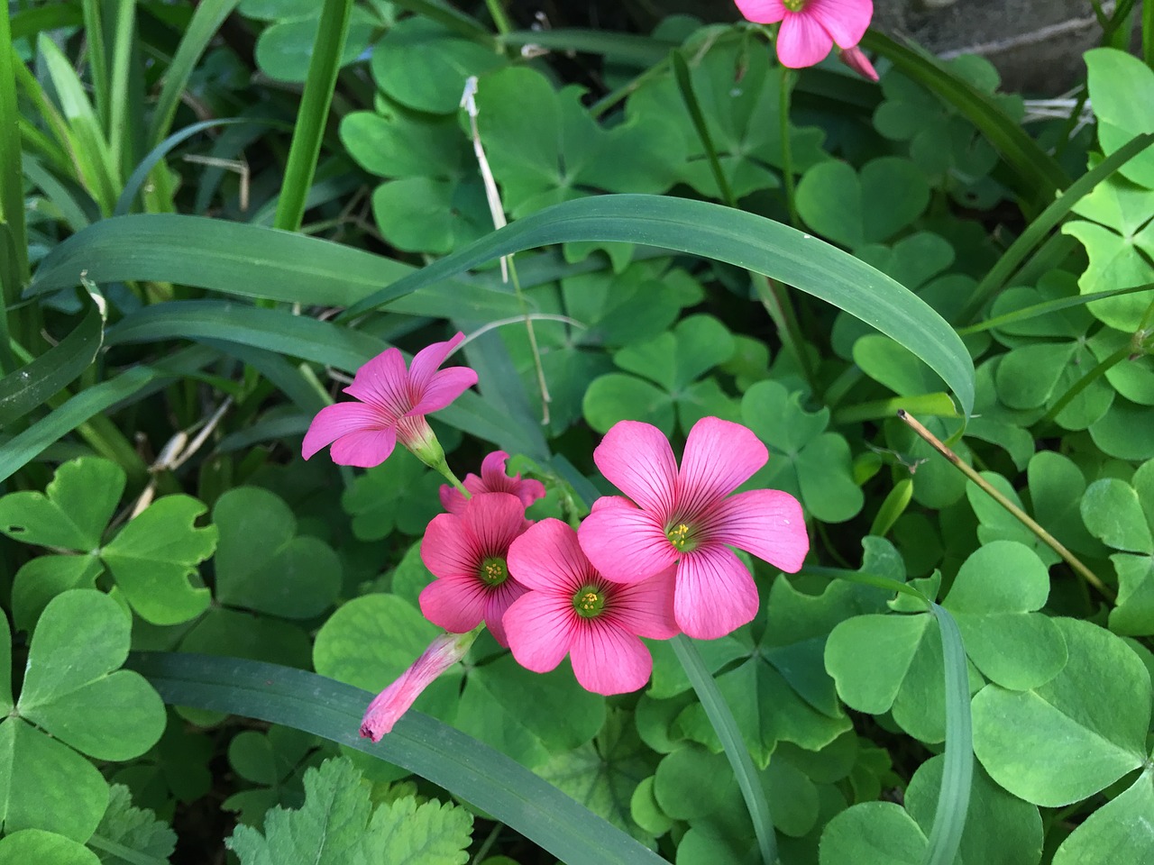 Laukiniai, Gamta, Laukinė Gėlė, Augalų Laukiniai Gyvūnai, Laukinė Flora, Laukinės Gėlės, Pavasaris, Laukinės Žolelės, Augalai, Dobilas