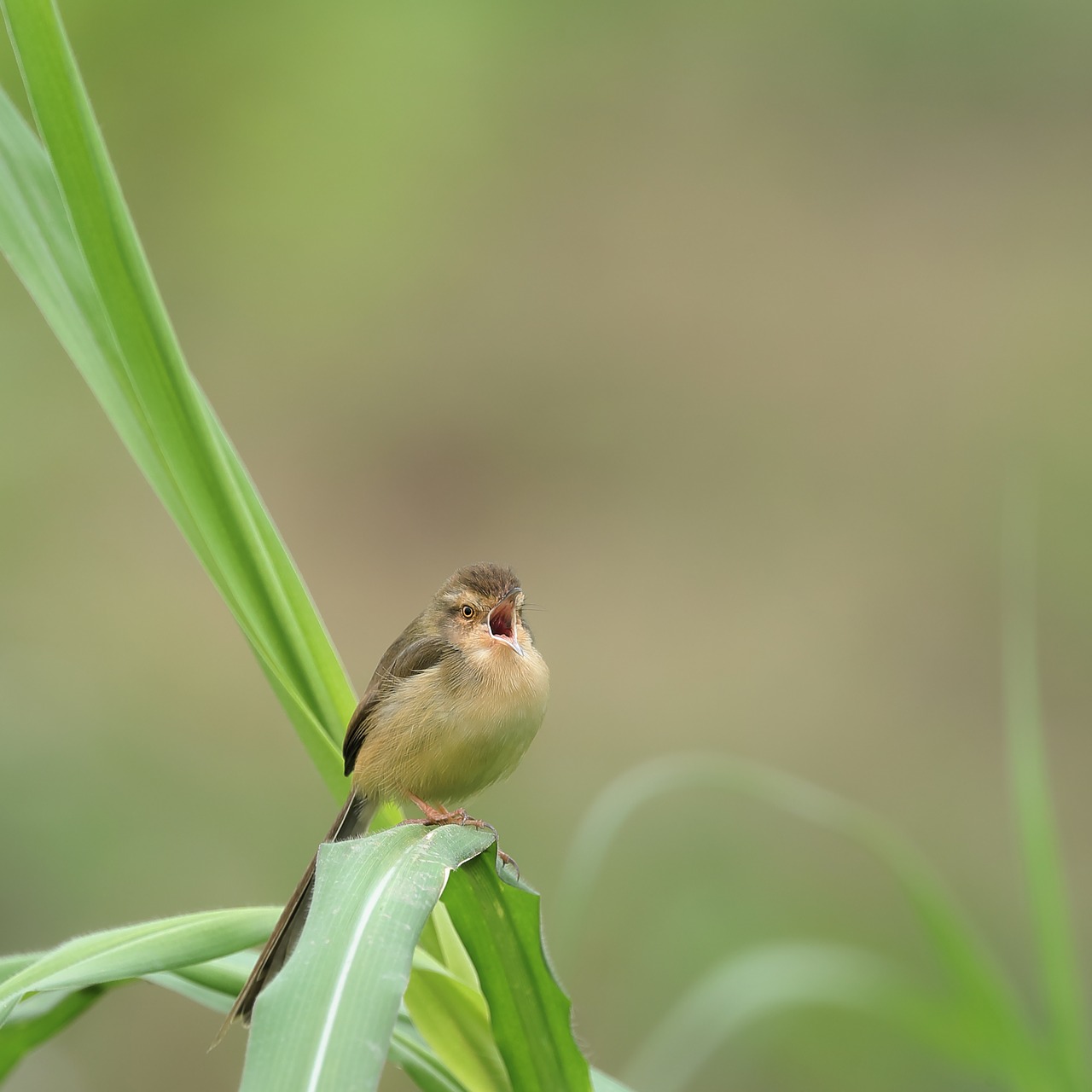 Laukinių,  Nuskendo,  Išskleisti Medvilnės,  Birdsong,  Kukurūzų Augalai,  Žalias, Nemokamos Nuotraukos,  Nemokama Licenzija