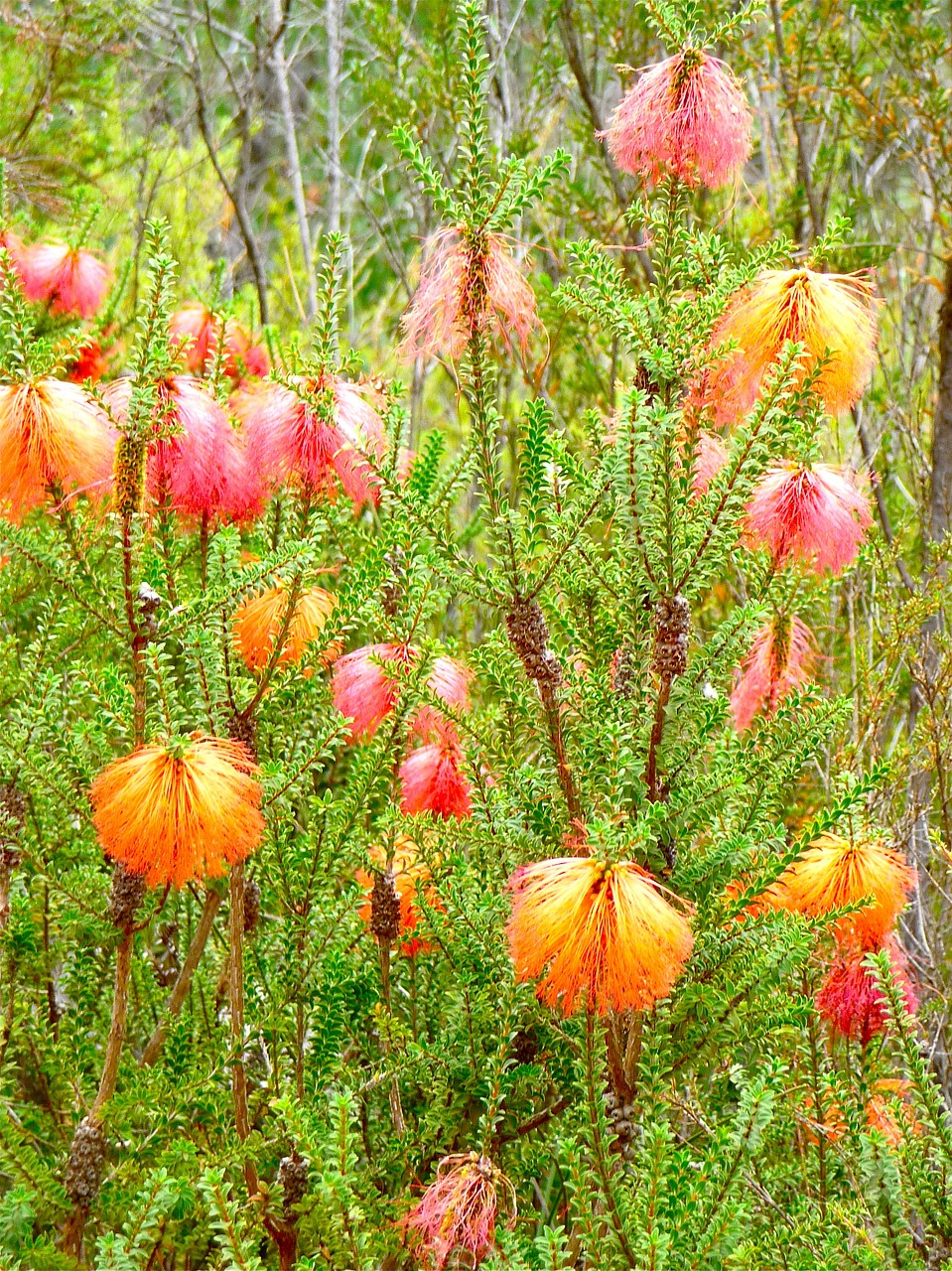 Laukiniai, Gėlė, Flora, Gražus, Laukinė Gėlė, Wildflower, Laukinis Augalas, Iš Arti, Raudona Gėlė, Gėlės