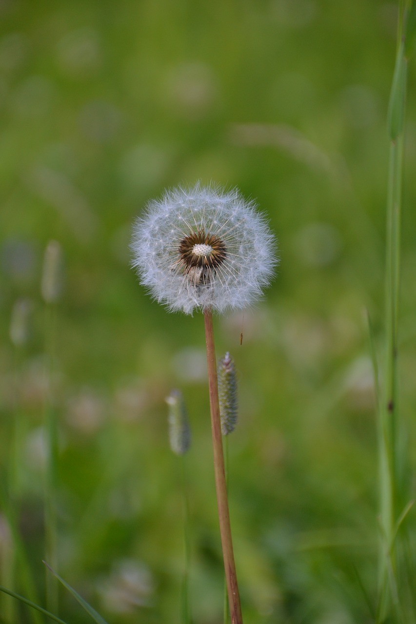 Laukinių,  Gėlė,  Pobūdį,  Žydi,  Augalų,  Žiedas,  Vasara,  Meadow,  Pavasaris,  Kiaulpienė