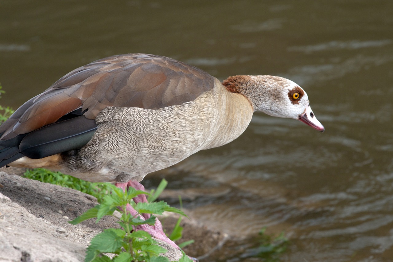 Laukiniai, Nilgans, Widgans, Upė, Nemokamos Nuotraukos,  Nemokama Licenzija