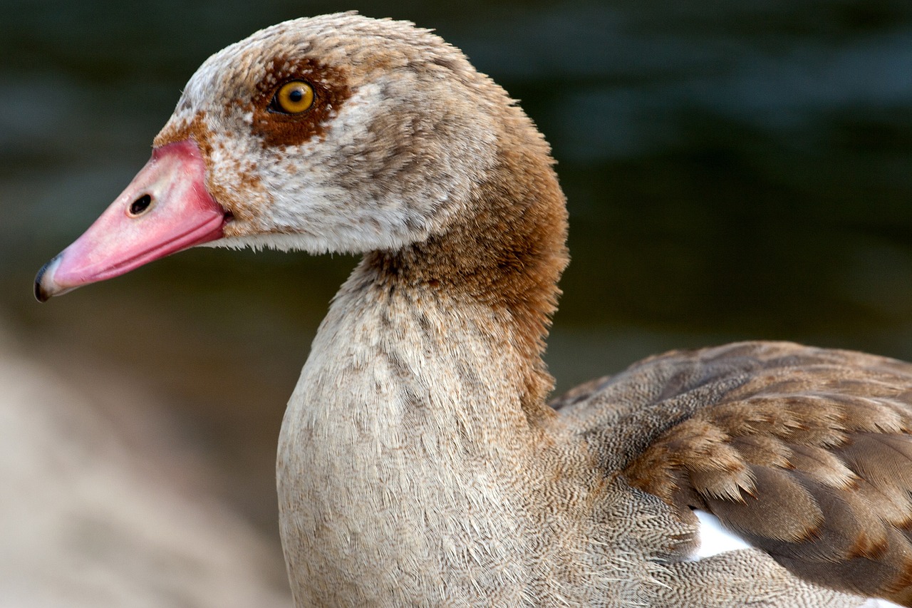 Laukiniai, Nilgans, Widgans, Upė, Nemokamos Nuotraukos,  Nemokama Licenzija