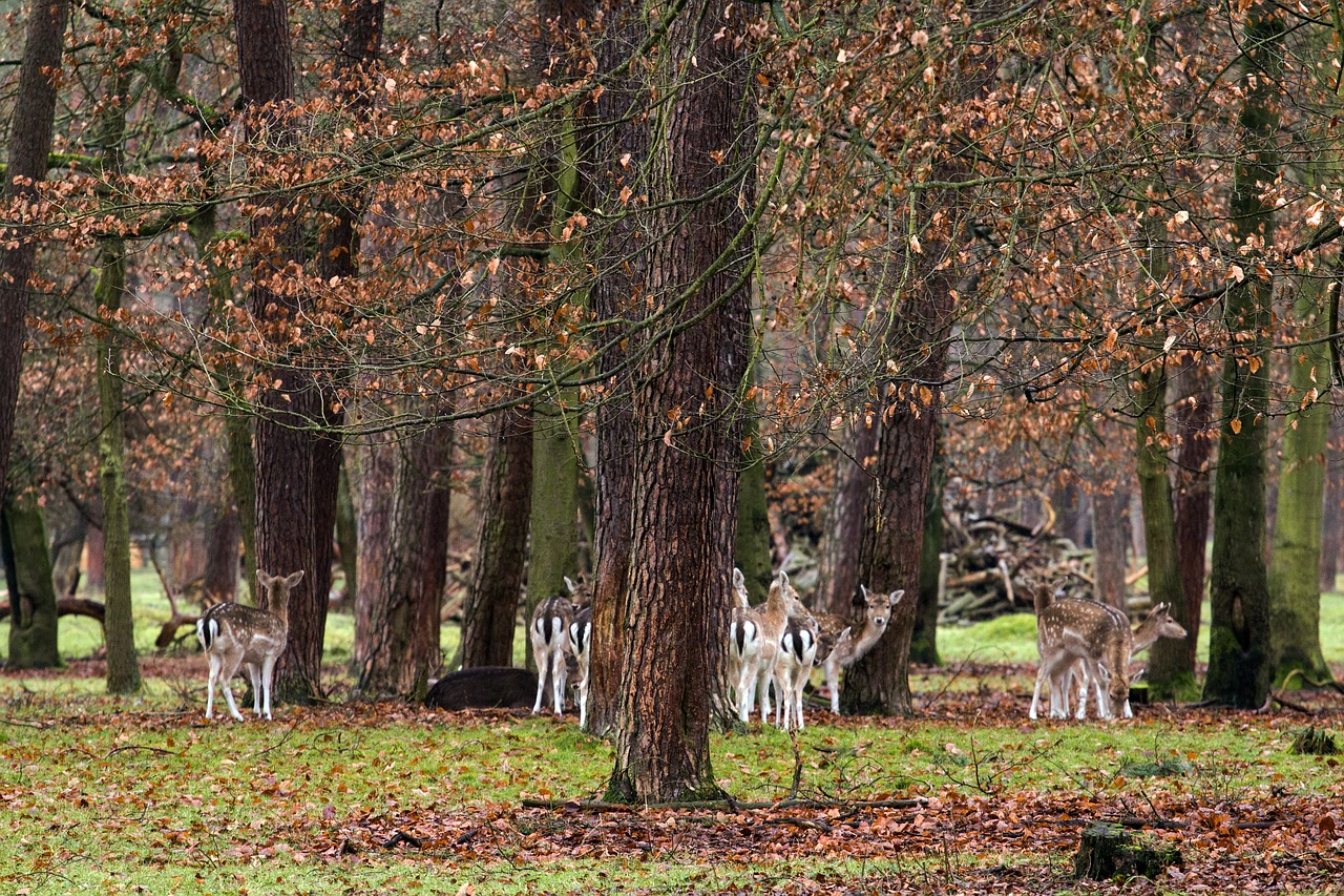 Laukiniai, Paprastosios Elnies, Raudonas Elnias, Nemokamos Nuotraukos,  Nemokama Licenzija