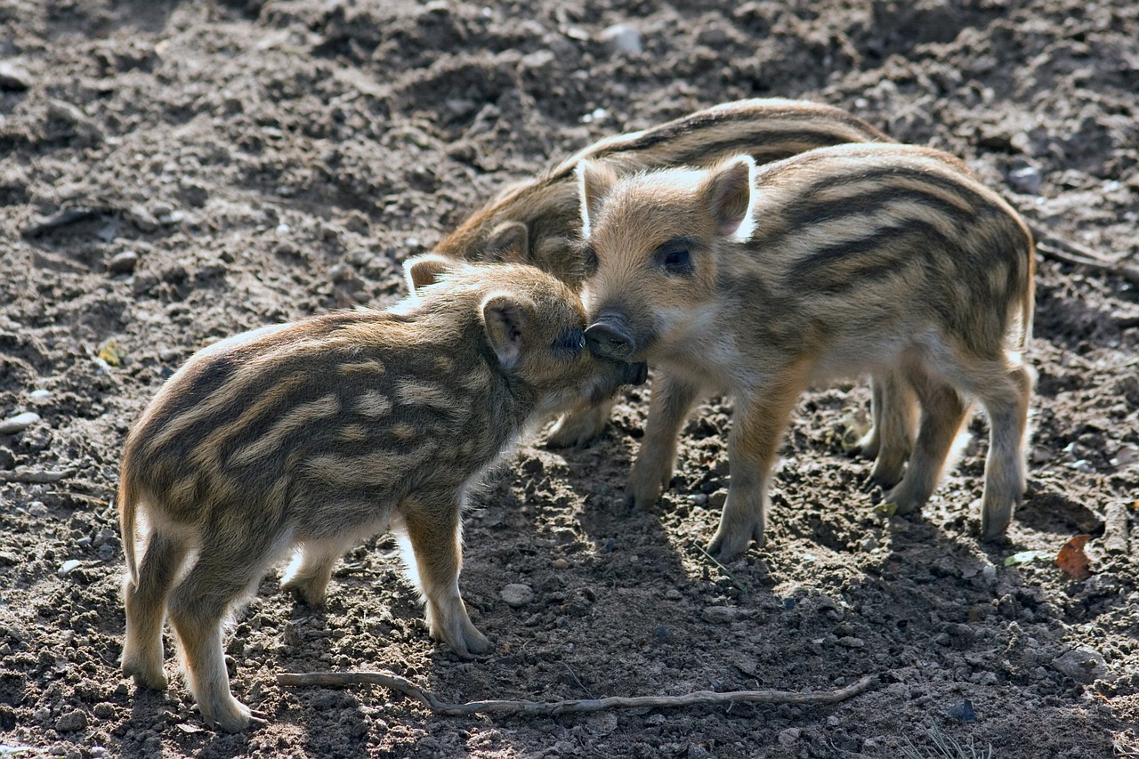 Laukiniai, Laukiniai Šernai, Miškas, Gamta, Kiaulytė, Nemokamos Nuotraukos,  Nemokama Licenzija