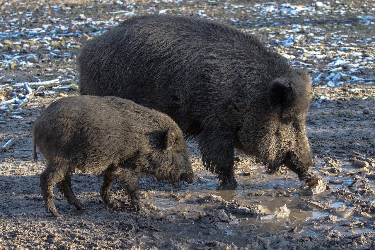 Laukiniai, Laukiniai Šernai, Miškas, Gamta, Nemokamos Nuotraukos,  Nemokama Licenzija