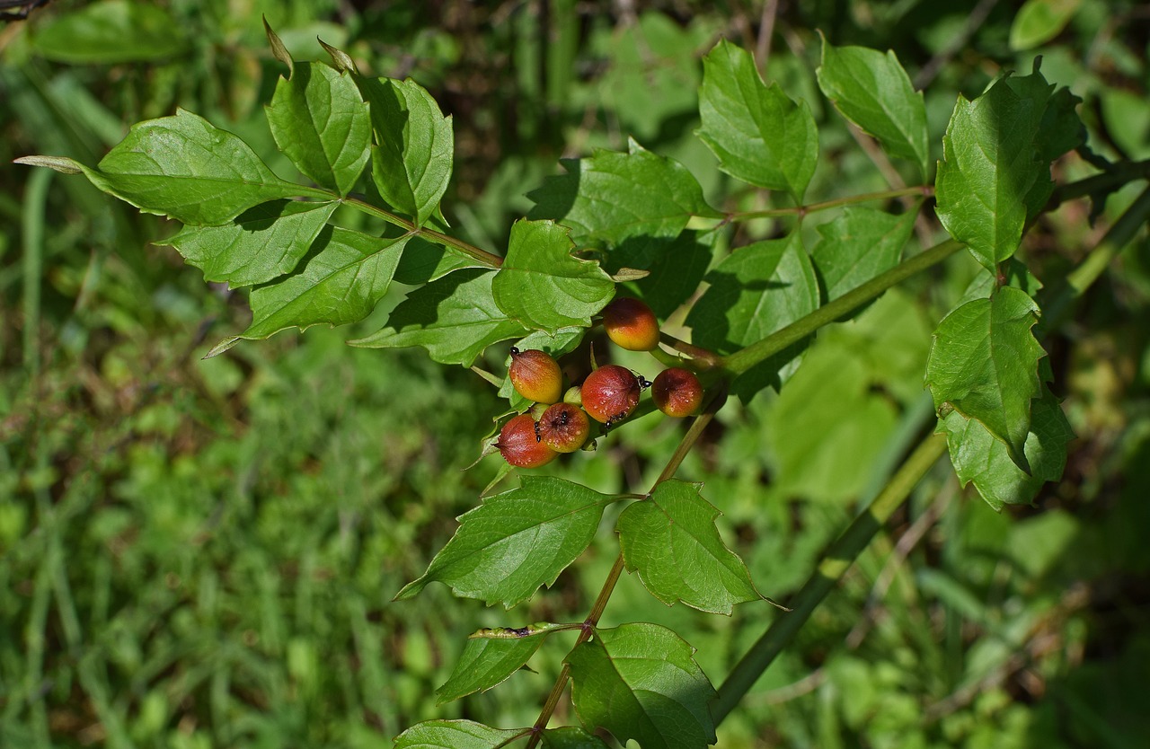 Laukinis Amerikietis Holly, Holly Uogos, Krūmas, Augalas, Pieva, Vasara, Raudona, Prinokę, Skruzdėlės, Vabzdys